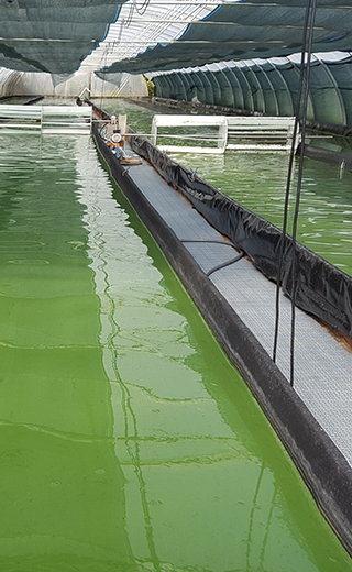 les étudiants de licence pro algues découvrent une spirulinière